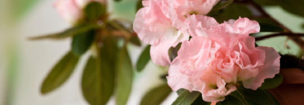 Rosa Azaleenblüten